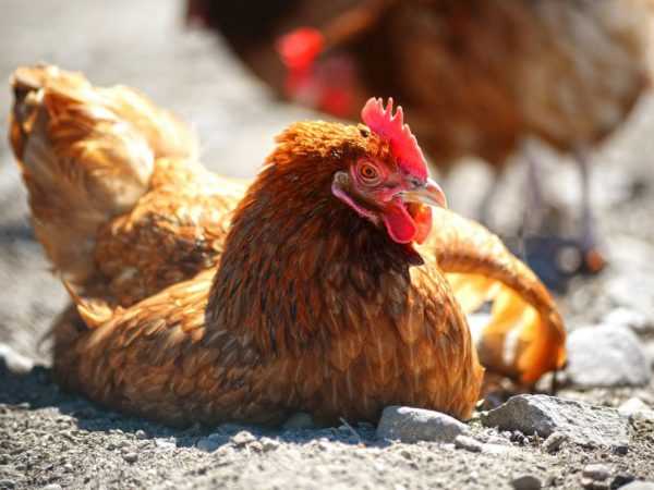 Ayam terinfeksi satu sama lain oleh tetesan udara