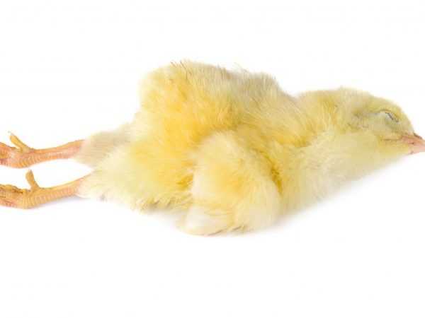 Symtom på mareks sjukdom hos kycklingar