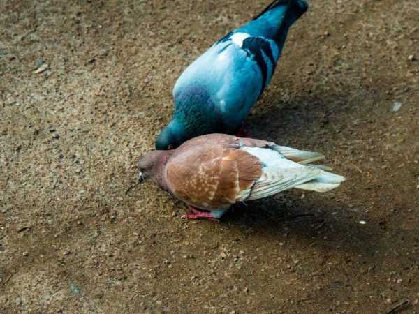 Болезнь Ньюкасла у голубей