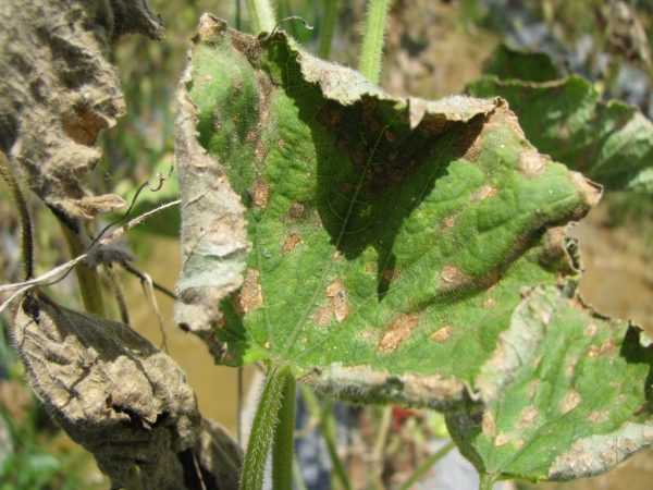 Høsten lider av sykdommer i agurker