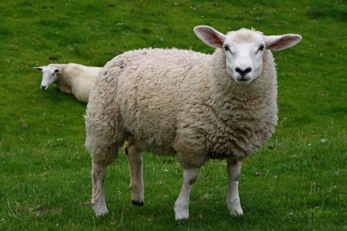 Příznaky nemoci ovcí