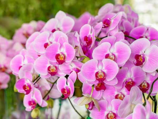 Основные болезни орхидей и их лечение