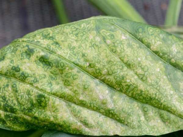 Η ασθένεια από τα φύλλα μπορεί να εξαπλωθεί στους καρπούς