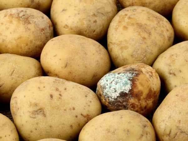 Bệnh hại khoai tây và phương pháp xử lý