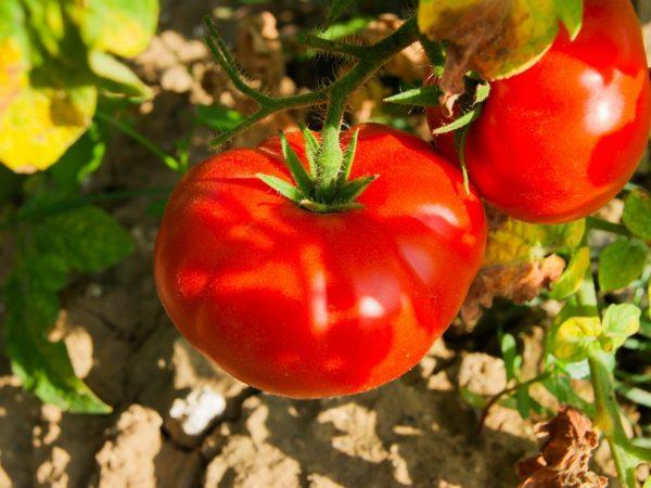 Descrierea tomatei Boni-MM