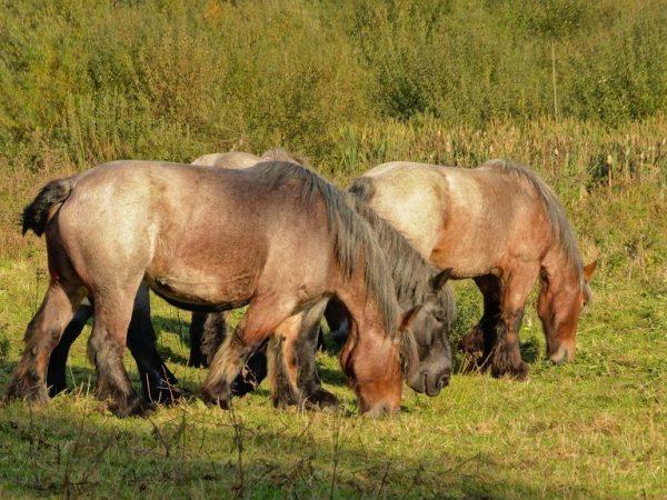 Характер лошадей Бельгийской породы