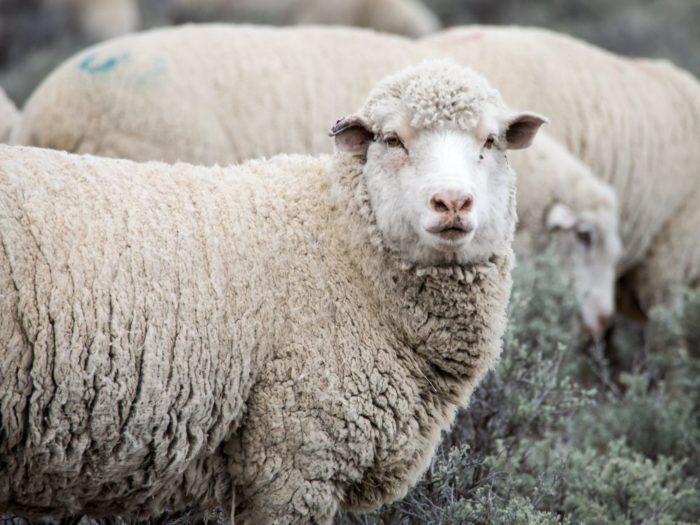 Orsaker till bradzot hos får