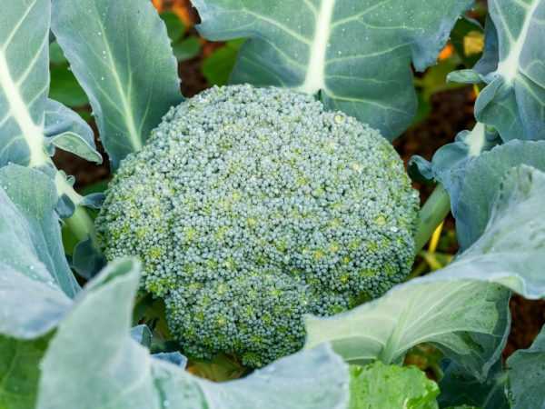 Deskripsi brokoli Fortuna