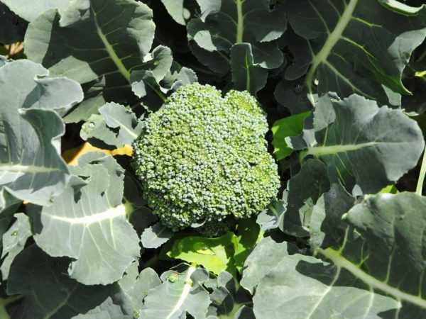 Penerangan tentang kubis brokoli Green Magic
