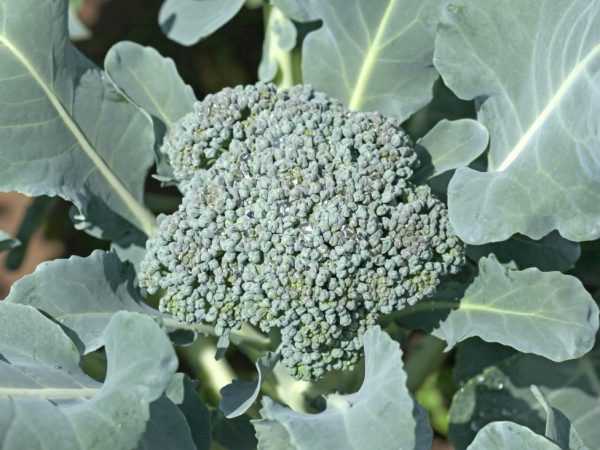 Принцип выращивания брокколи в открытом грунте