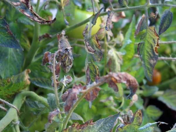 Infusjon av hvitløk vil bidra til å helbrede planter