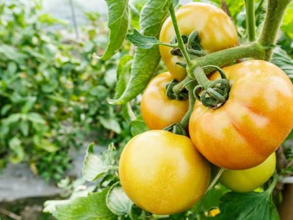 Karakteristik varietas tomat Burraker pet