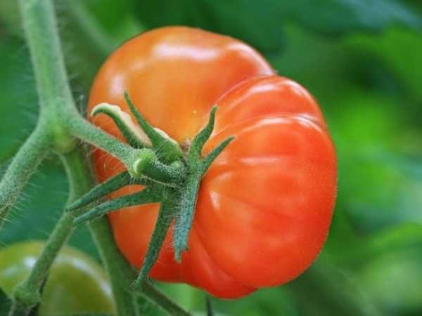 Tomaattilajike Tsaarin lahja