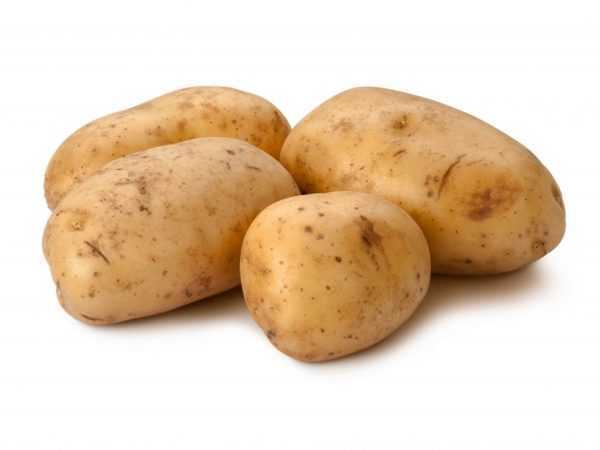 Caracteristicile soiului de cartofi Sorcerer