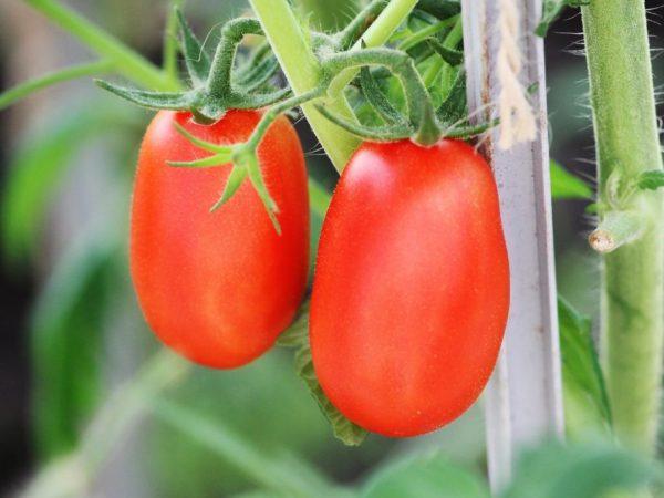 Egenskaper för tomatsorten Drochelnok
