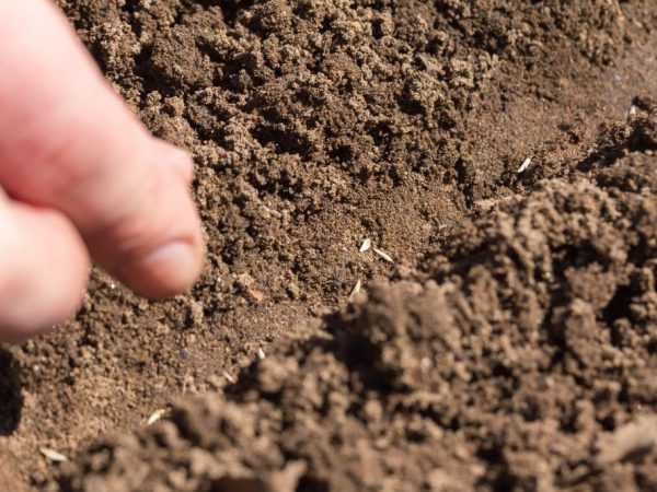 Đất được khử trùng trước khi trồng