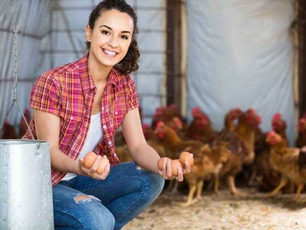 Čím a jak krmit kuřata, aby nosili hodně vajec