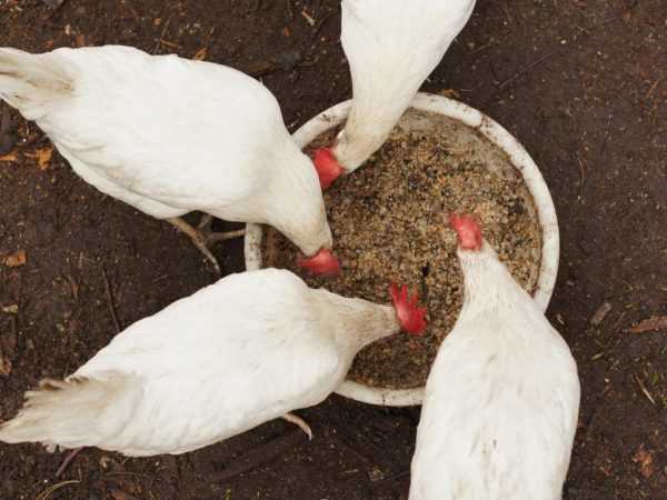 Cara memberi makan ayam petelur