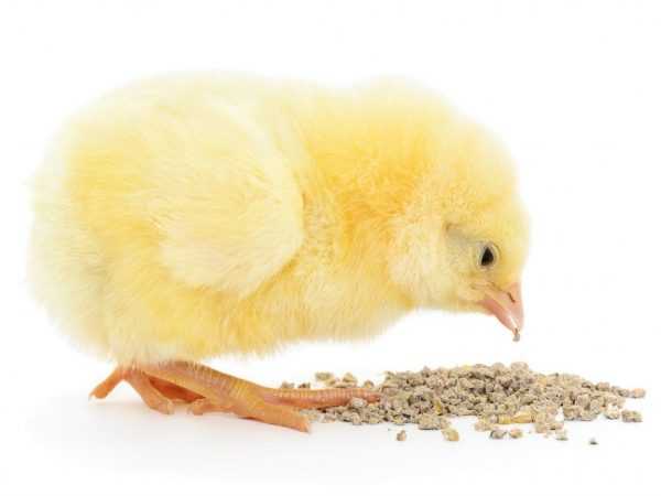 Hoe kippen te voeren vanaf de eerste levensdagen?