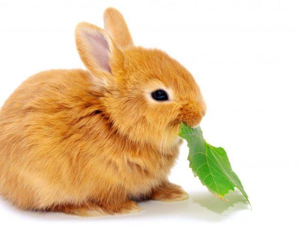 Режим питания кроликов