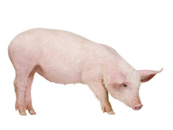 Cách cho lợn con ăn hàng tháng