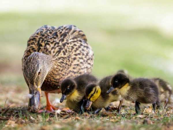 Cara memberi makan bebek di hari-hari pertama kehidupan