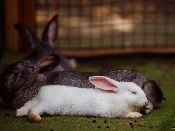 Отличие зайца от кролика