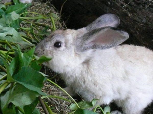 野ウサギは自然の中で何を食べるのですか