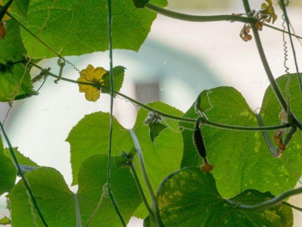 Toppdressing av agurker i vinduskarmen