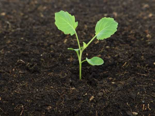 Bagaimana dan cara memberi makan anak benih lada untuk pertumbuhan