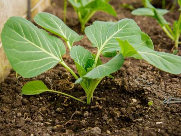Superfosfat metter planter med næringsstoffer