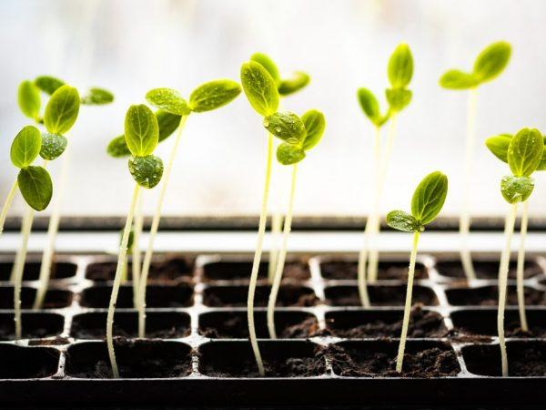 Klíčivost semen ovlivňuje sedm hlavních faktorů