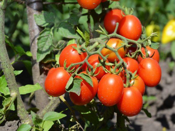 Tomaattien ominaisuudet Cherry Ira f1