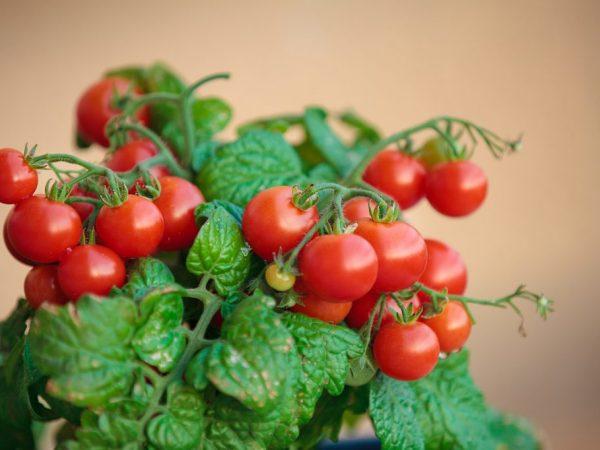 Pěstování cherry rajčat na balkoně a parapetu
