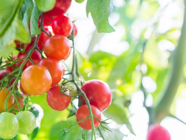 Tomaatteja kasvatetaan parhaiten eteläikkunassa