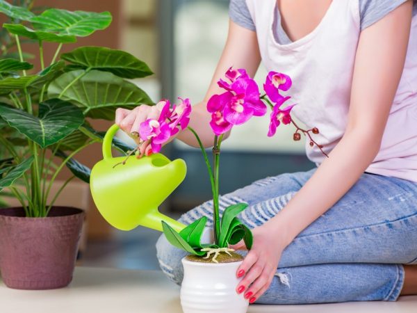 Орхидеи поливают чесночной водой корневым и некорневым способом
