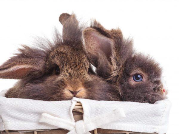 Применение лекарства Чиктоник для кроликов