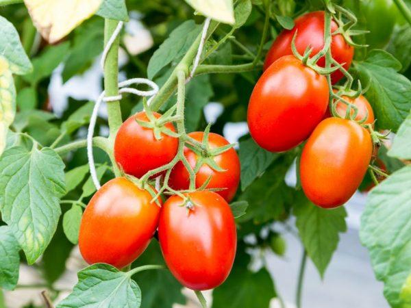 Caracteristicas De Los Tomates Chio Chio San Farmer