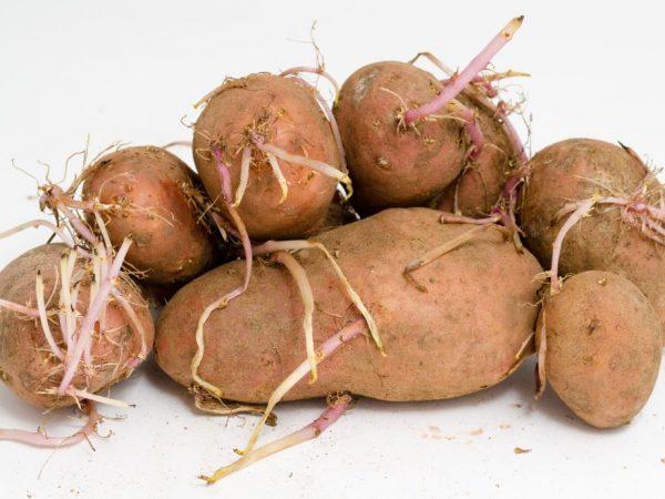 Menggunakan kentang bertunas