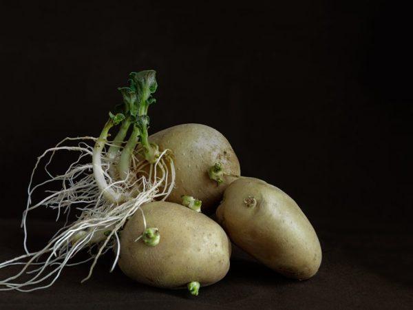 Οι πατάτες που φυτρώνουν μπορούν να καταναλωθούν μόνο βραστές