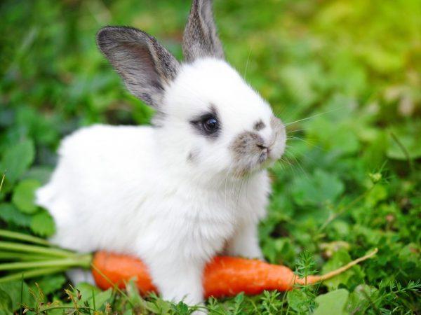 Что можно давать кролику