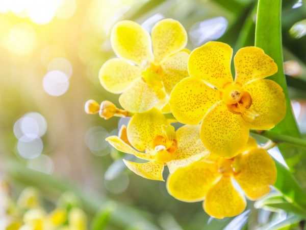 Orchideebloem betekenis