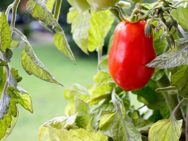 Kjennetegn på Miracle Walford-tomaten