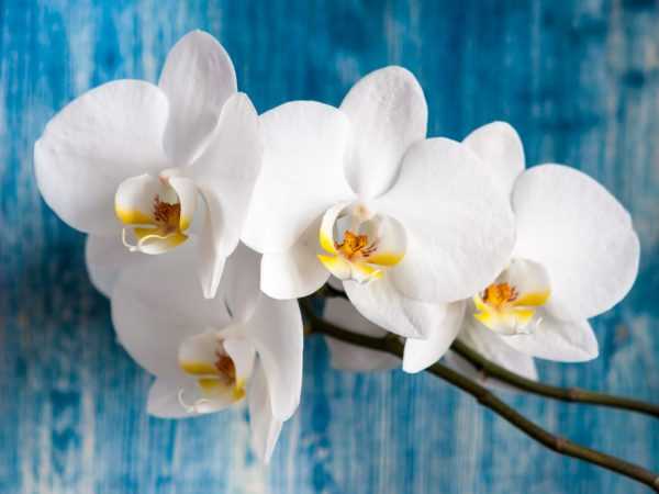 Zircon na Epin kwa orchids