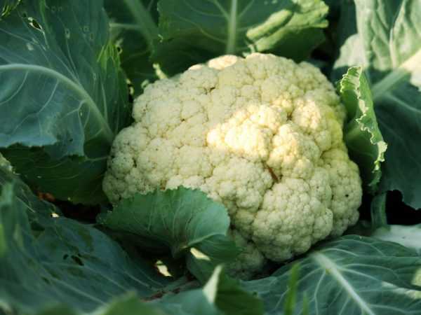 Kupanda cauliflower