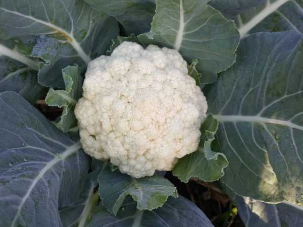 Mô tả của Cauliflower Snowball 123
