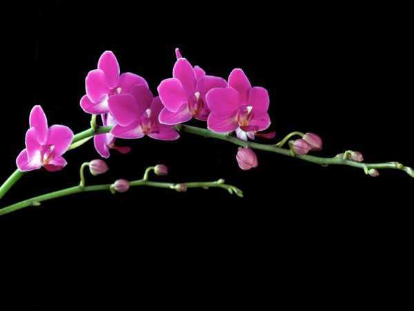 Stonek květu orchideje