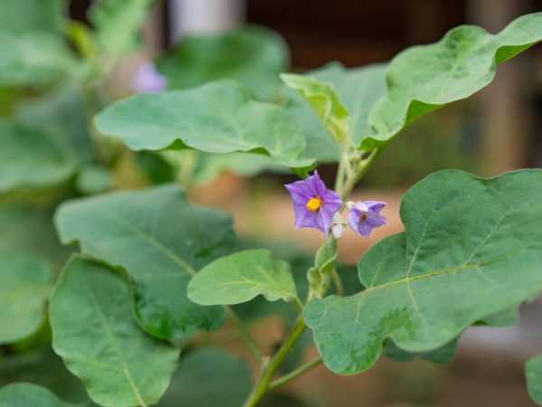 Eggplants ba a ɗaure a lokacin flowering