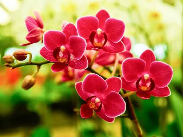 Millaiset kukat näyttävät orkidealta