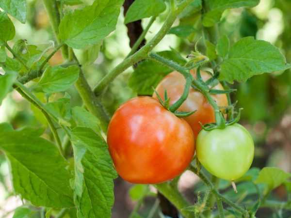 Egenskaper hos Danko-tomater